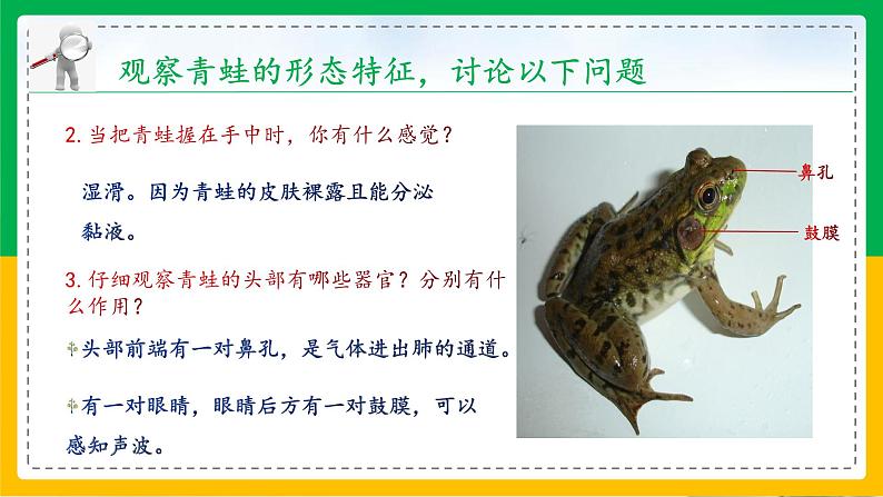 5.1.5+两栖动物和爬行动物(教学课件)-2023-2024学年八年级生物上册同步精品课堂(人教版)第6页