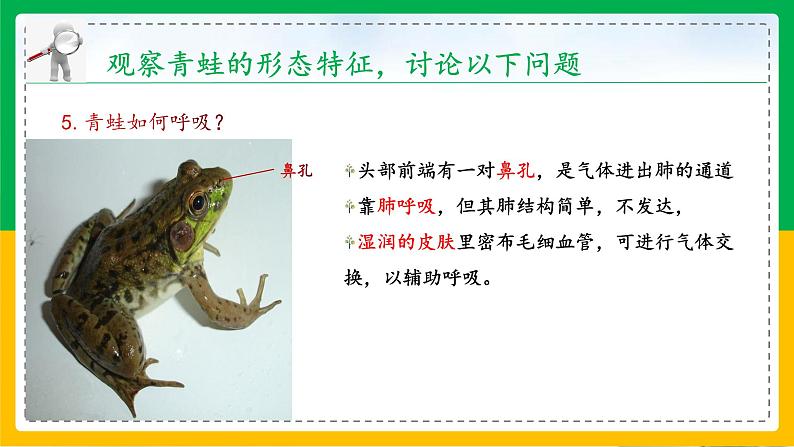 5.1.5+两栖动物和爬行动物(教学课件)-2023-2024学年八年级生物上册同步精品课堂(人教版)第8页