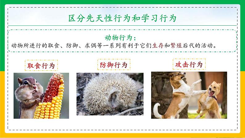 5.2.2+先天性行为和学习行为(教学课件)-2023-2024学年八年级生物上册同步精品课堂(人教版)第3页