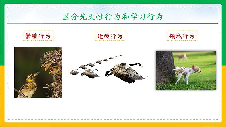 5.2.2+先天性行为和学习行为(教学课件)-2023-2024学年八年级生物上册同步精品课堂(人教版)第4页