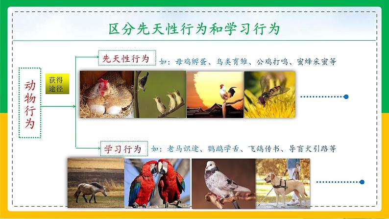5.2.2+先天性行为和学习行为(教学课件)-2023-2024学年八年级生物上册同步精品课堂(人教版)第5页