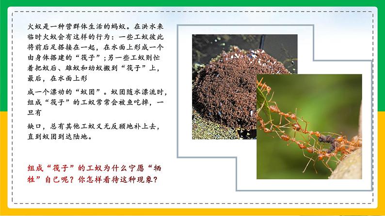 5.2.3+社会行为(同步课件+同步练习)-2023-2024学年八年级生物上册同步精品课堂(人教版)02