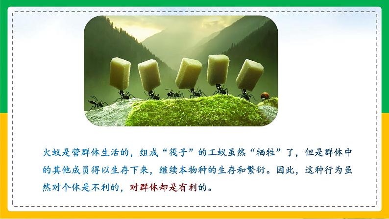 5.2.3+社会行为(同步课件+同步练习)-2023-2024学年八年级生物上册同步精品课堂(人教版)03