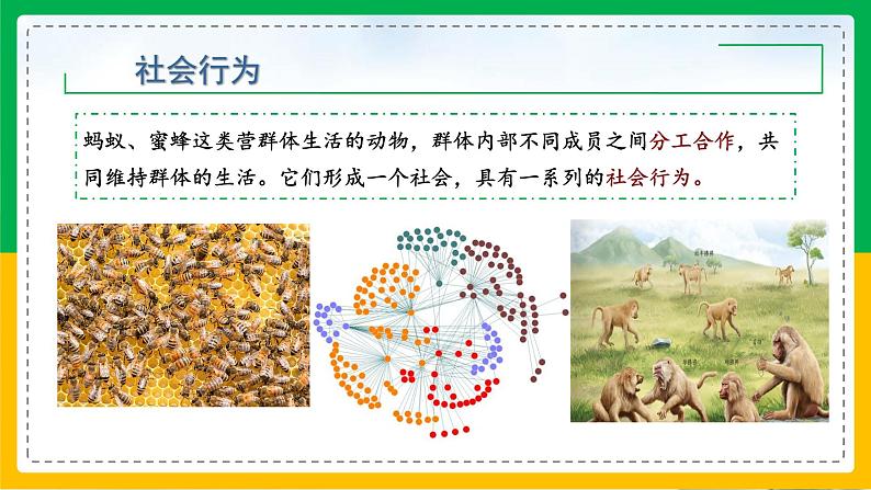 5.2.3+社会行为(同步课件+同步练习)-2023-2024学年八年级生物上册同步精品课堂(人教版)04