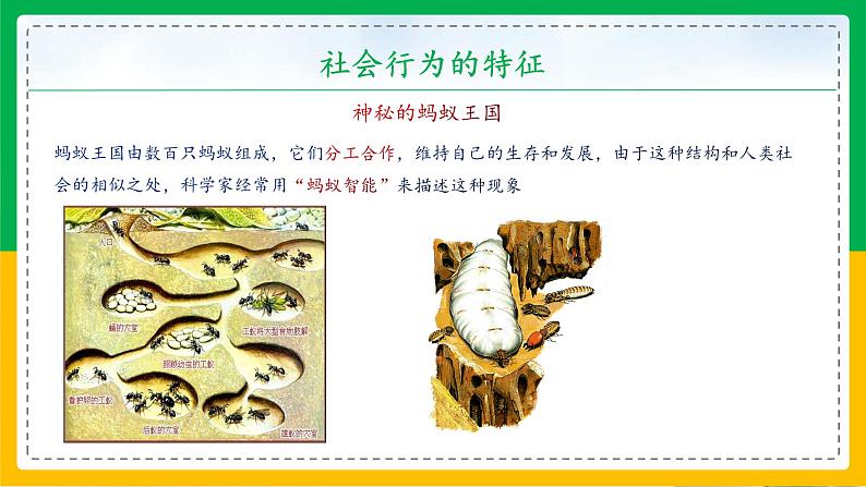 5.2.3+社会行为(同步课件+同步练习)-2023-2024学年八年级生物上册同步精品课堂(人教版)05