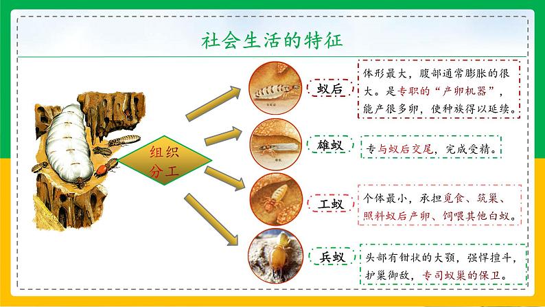 5.2.3+社会行为(同步课件+同步练习)-2023-2024学年八年级生物上册同步精品课堂(人教版)06
