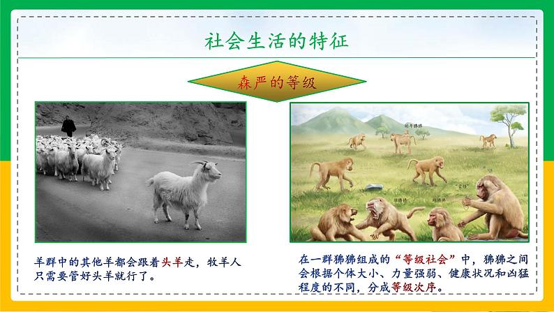 5.2.3+社会行为(同步课件+同步练习)-2023-2024学年八年级生物上册同步精品课堂(人教版)07