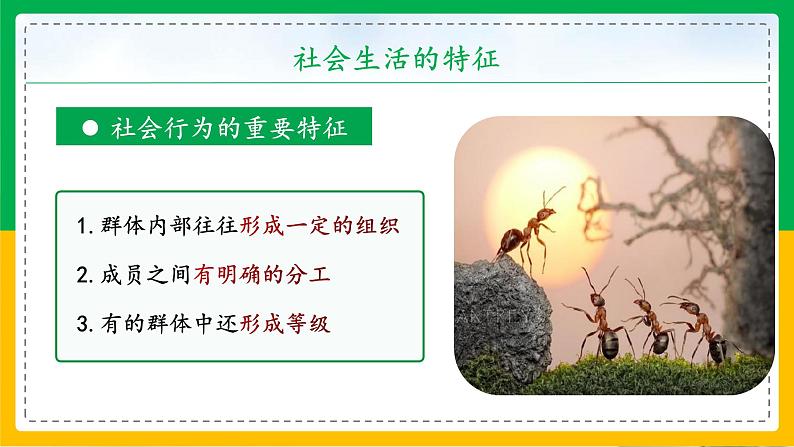 5.2.3+社会行为(同步课件+同步练习)-2023-2024学年八年级生物上册同步精品课堂(人教版)08
