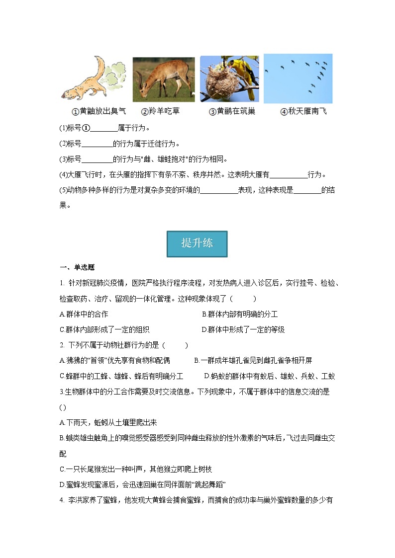 5.2.3+社会行为(同步课件+同步练习)-2023-2024学年八年级生物上册同步精品课堂(人教版)02