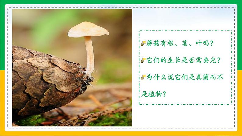 5.4.3+真菌(教学课件)-2023-2024学年八年级生物上册同步精品课堂(人教版)第2页