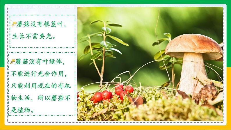 5.4.3+真菌(教学课件)-2023-2024学年八年级生物上册同步精品课堂(人教版)第3页