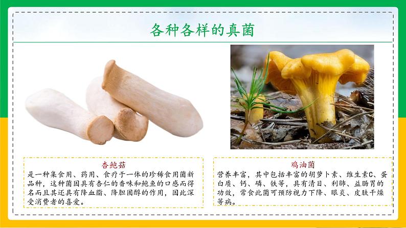 5.4.3+真菌(教学课件)-2023-2024学年八年级生物上册同步精品课堂(人教版)第4页