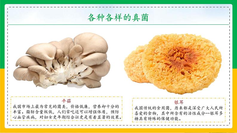 5.4.3+真菌(教学课件)-2023-2024学年八年级生物上册同步精品课堂(人教版)第6页
