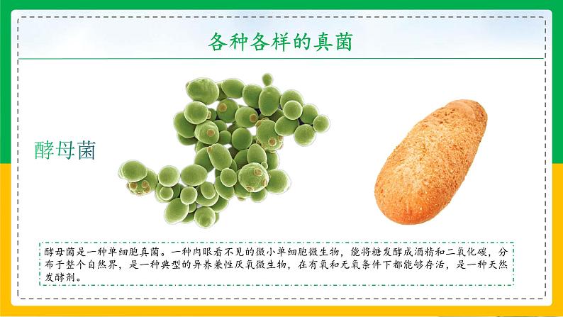 5.4.3+真菌(教学课件)-2023-2024学年八年级生物上册同步精品课堂(人教版)第7页