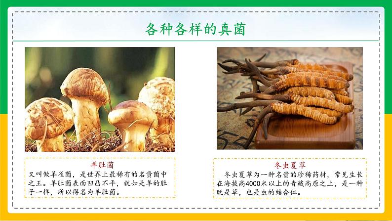 5.4.3+真菌(教学课件)-2023-2024学年八年级生物上册同步精品课堂(人教版)第8页