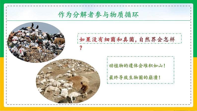 5.4.4+细菌和真菌在自然界中的作用(教学课件)-2023-2024学年八年级生物上册同步精品课堂(人教版)第7页