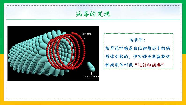 5.5+病毒(教学课件)-2023-2024学年八年级生物上册同步精品课堂(人教版)第8页
