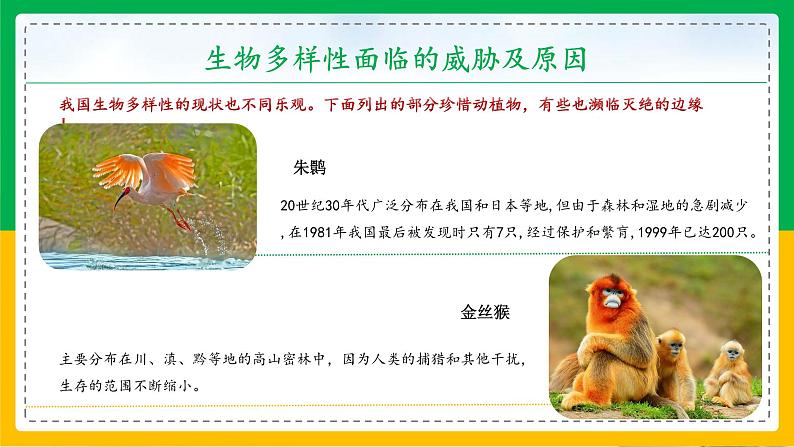 6.3+保护生物的多样性(同步课件+同步练习)-2023-2024学年八年级生物上册同步精品课堂(人教版)07