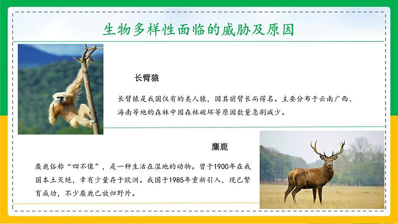 6.3+保护生物的多样性(同步课件+同步练习)-2023-2024学年八年级生物上册同步精品课堂(人教版)08