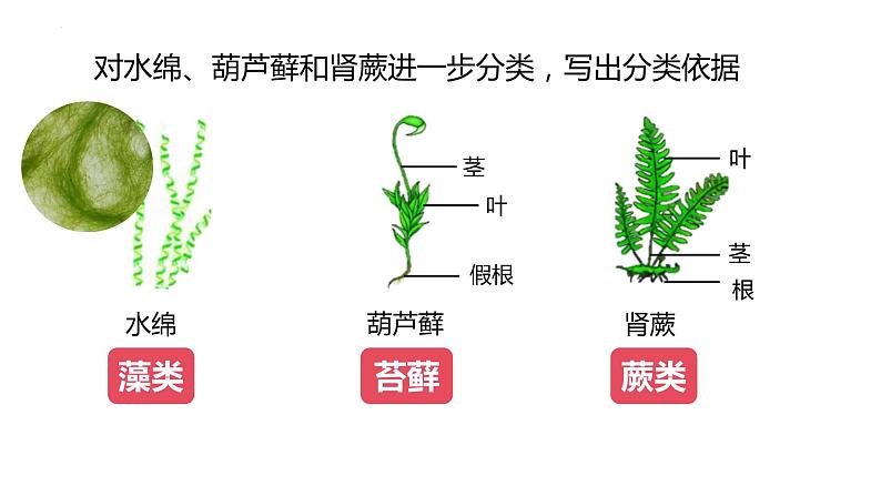 2023-2024学年人教版生物八年级上册6.1.1 尝试对生物进行分类 课件05