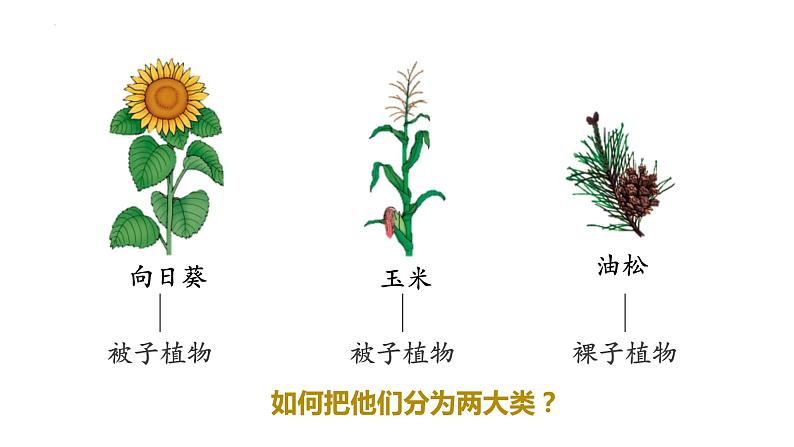 2023-2024学年人教版生物八年级上册6.1.1 尝试对生物进行分类 课件06