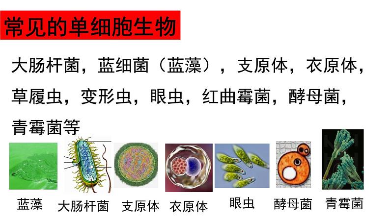 2.2.4 单细胞生物 课件2023-2024学年人教版生物七年级上册第4页