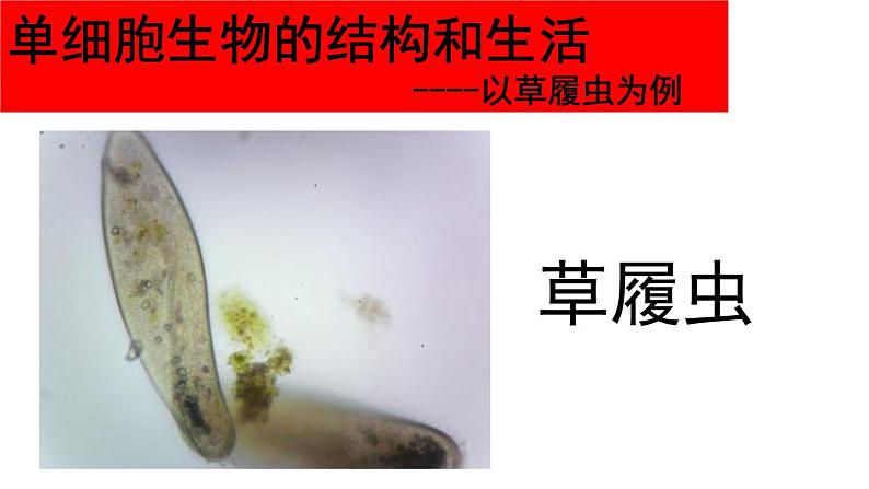 2.2.4 单细胞生物 课件2023-2024学年人教版生物七年级上册第6页