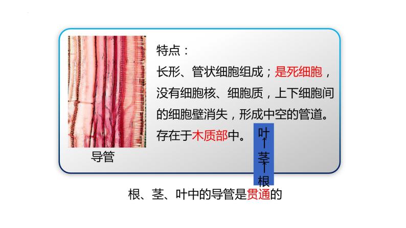 3.3  绿色植物与生物圈的水循环  课件-2023-2024学年人教版生物七年级上册07