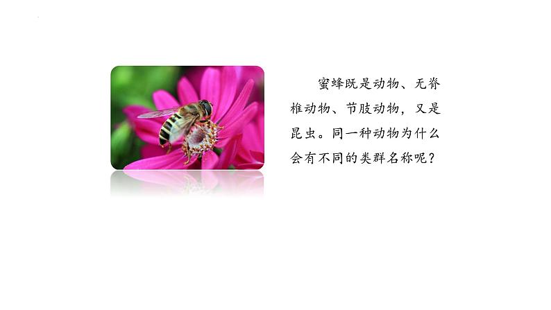 6.1.2 从种到界 课件-2023-2024学年人教版生物八年级上册02