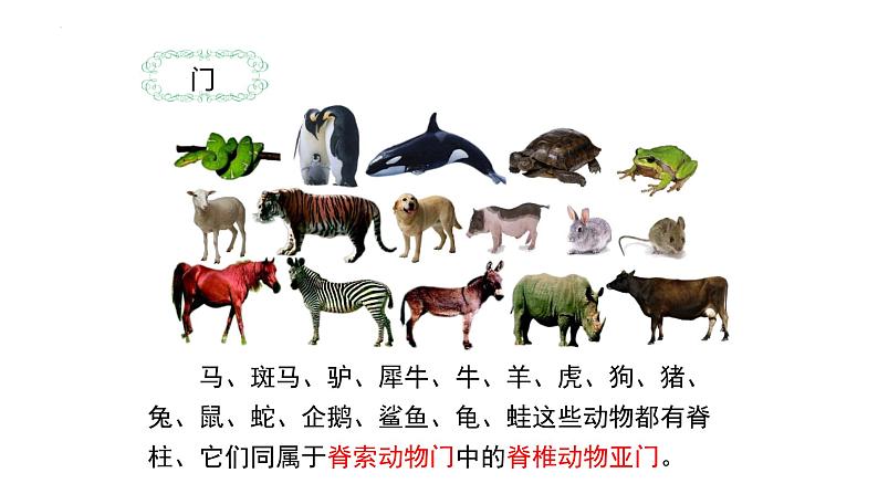 6.1.2 从种到界 课件-2023-2024学年人教版生物八年级上册06