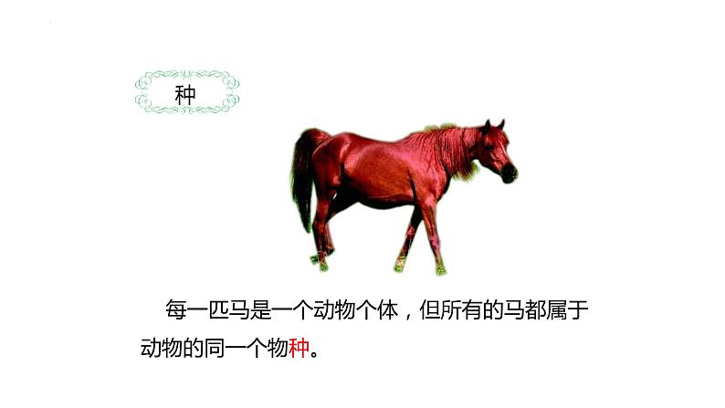 6.1.2 从种到界 课件-2023-2024学年人教版生物八年级上册08