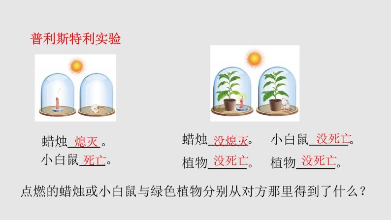 七年级人教版生物上册3.5.1光合作用吸收二氧化碳释放氧气课件06