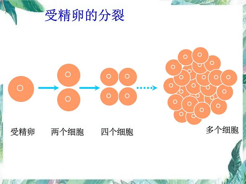 第2单元 生物体的结构层次 复习课件-2023-2024学年人教版生物七年级上册第4页