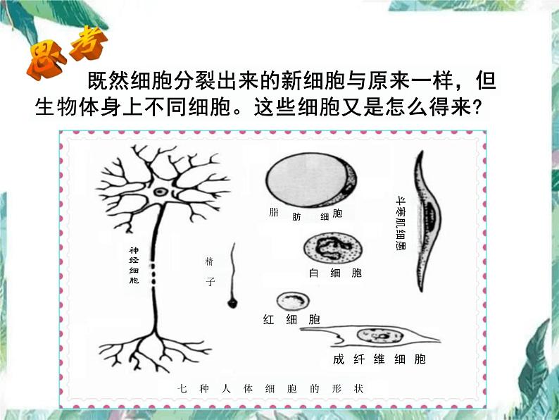 第2单元 生物体的结构层次 复习课件-2023-2024学年人教版生物七年级上册第5页