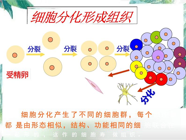 第2单元 生物体的结构层次 复习课件-2023-2024学年人教版生物七年级上册第6页