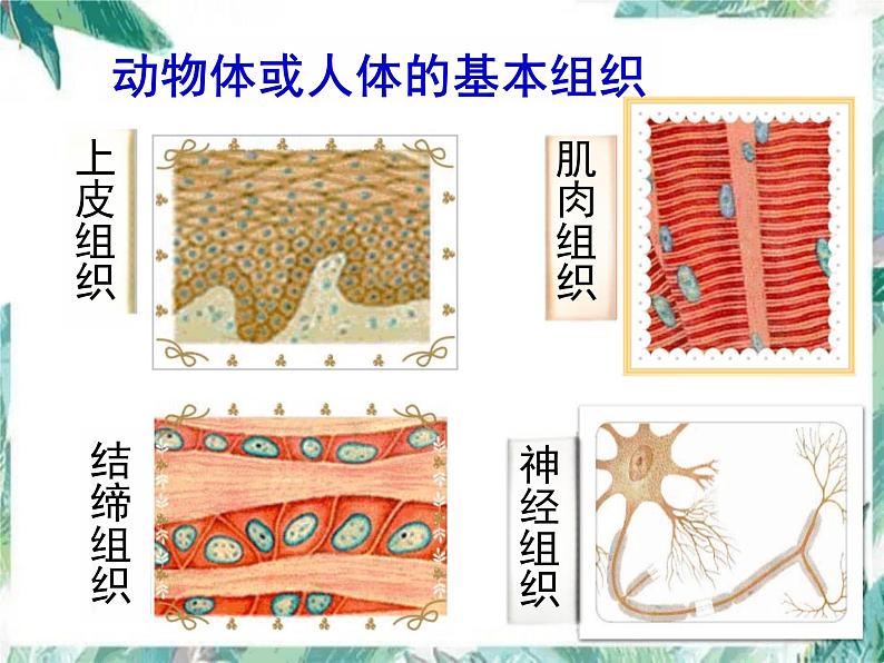 第2单元 生物体的结构层次 复习课件-2023-2024学年人教版生物七年级上册第7页