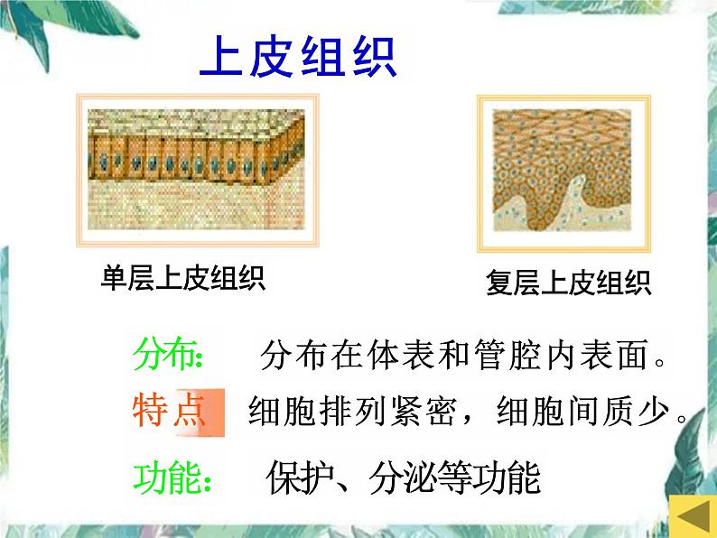 第2单元 生物体的结构层次 复习课件-2023-2024学年人教版生物七年级上册第8页