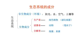 19.2 生态系统的能量流动和物质循环 课件-2023-2024学年苏教版生物八年级上册