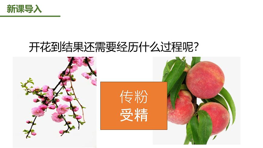 【核心素養(yǎng)】人教版初中生物八年級下冊7.1.1《植物的生殖》課件第6頁