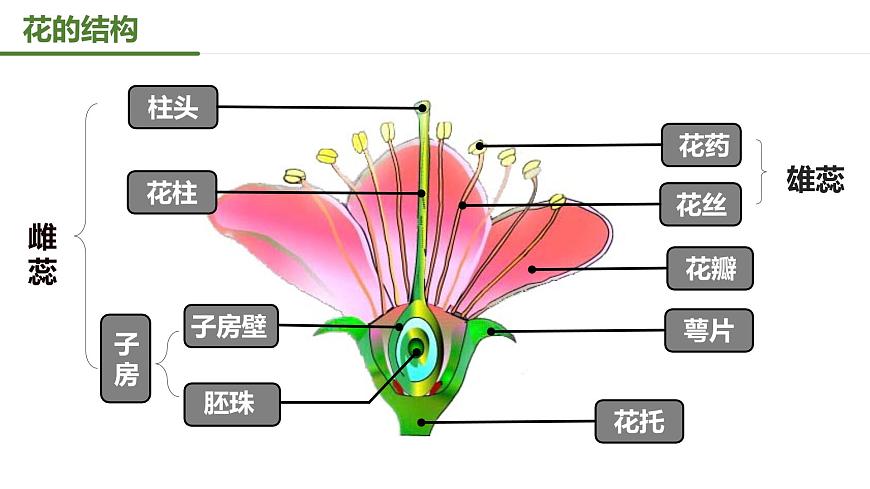 【核心素養(yǎng)】人教版初中生物八年級下冊7.1.1《植物的生殖》課件第7頁