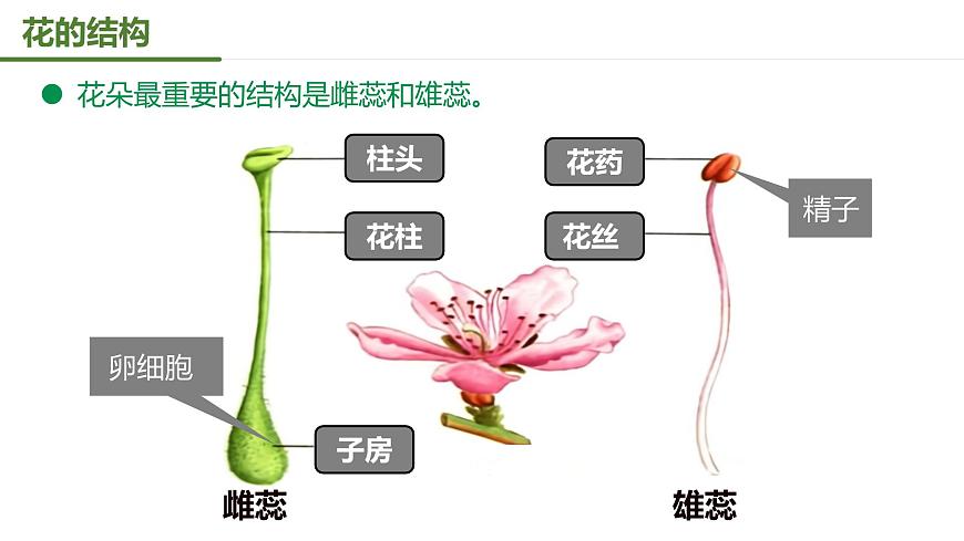 【核心素養(yǎng)】人教版初中生物八年級下冊7.1.1《植物的生殖》課件第8頁