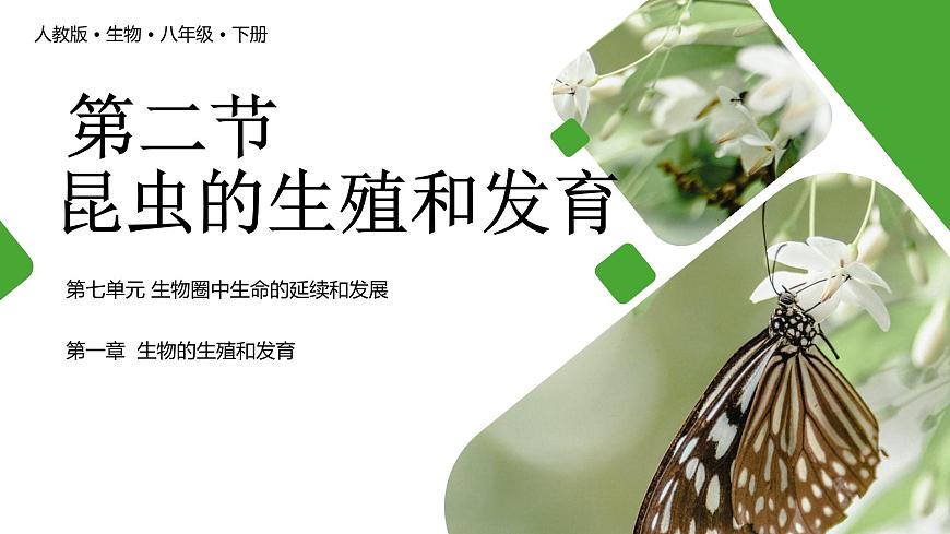【核心素養(yǎng)】人教版初中生物八年級(jí)下冊(cè)7.1.2《昆蟲的生殖和發(fā)育》課件第1頁(yè)