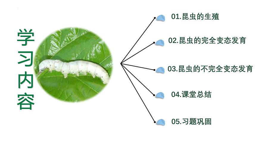 【核心素養(yǎng)】人教版初中生物八年級(jí)下冊(cè)7.1.2《昆蟲的生殖和發(fā)育》課件第3頁(yè)