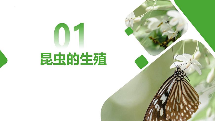 【核心素養(yǎng)】人教版初中生物八年級(jí)下冊(cè)7.1.2《昆蟲的生殖和發(fā)育》課件第4頁(yè)