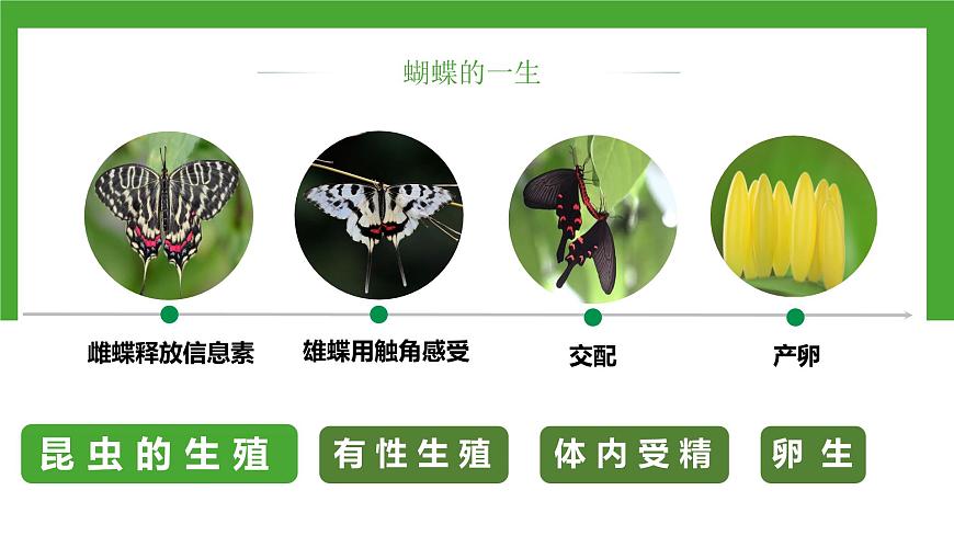【核心素養(yǎng)】人教版初中生物八年級(jí)下冊(cè)7.1.2《昆蟲的生殖和發(fā)育》課件第7頁(yè)