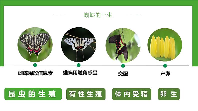 【核心素养】人教版初中生物八年级下册7.1.2《昆虫的生殖和发育》课件第7页