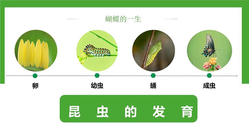 【核心素養(yǎng)】人教版初中生物八年級(jí)下冊(cè)7.1.2《昆蟲的生殖和發(fā)育》課件第8頁(yè)