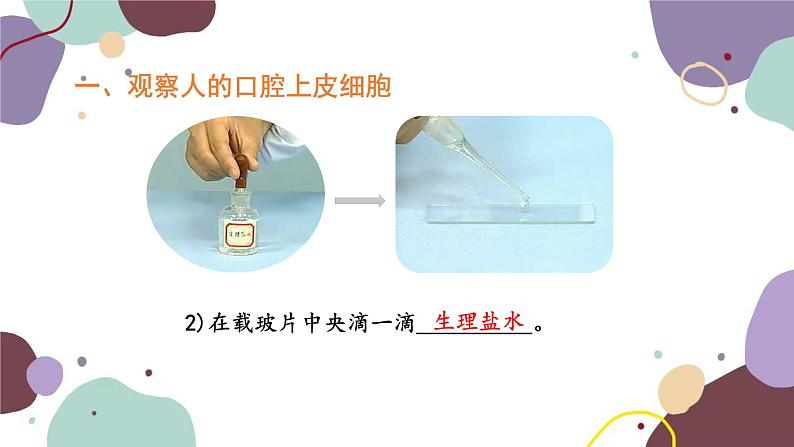 人教版生物七年级上册 2.1.3动物细胞优化课件06