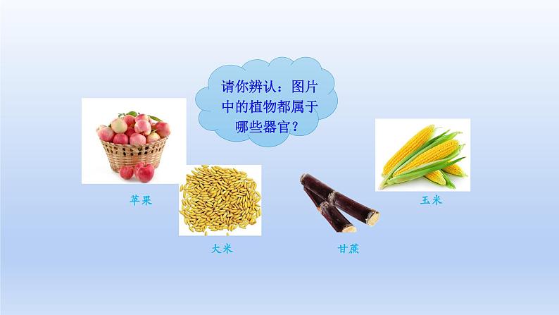 人教版生物七年级上册 2.2.3植物体的结构层次优化课件第8页