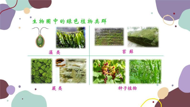 人教版生物七年级上册 3.1.1藻类、苔藓和蕨类植物优化课件02